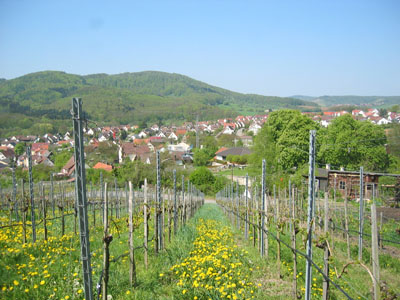 Weinlage Kirchberg